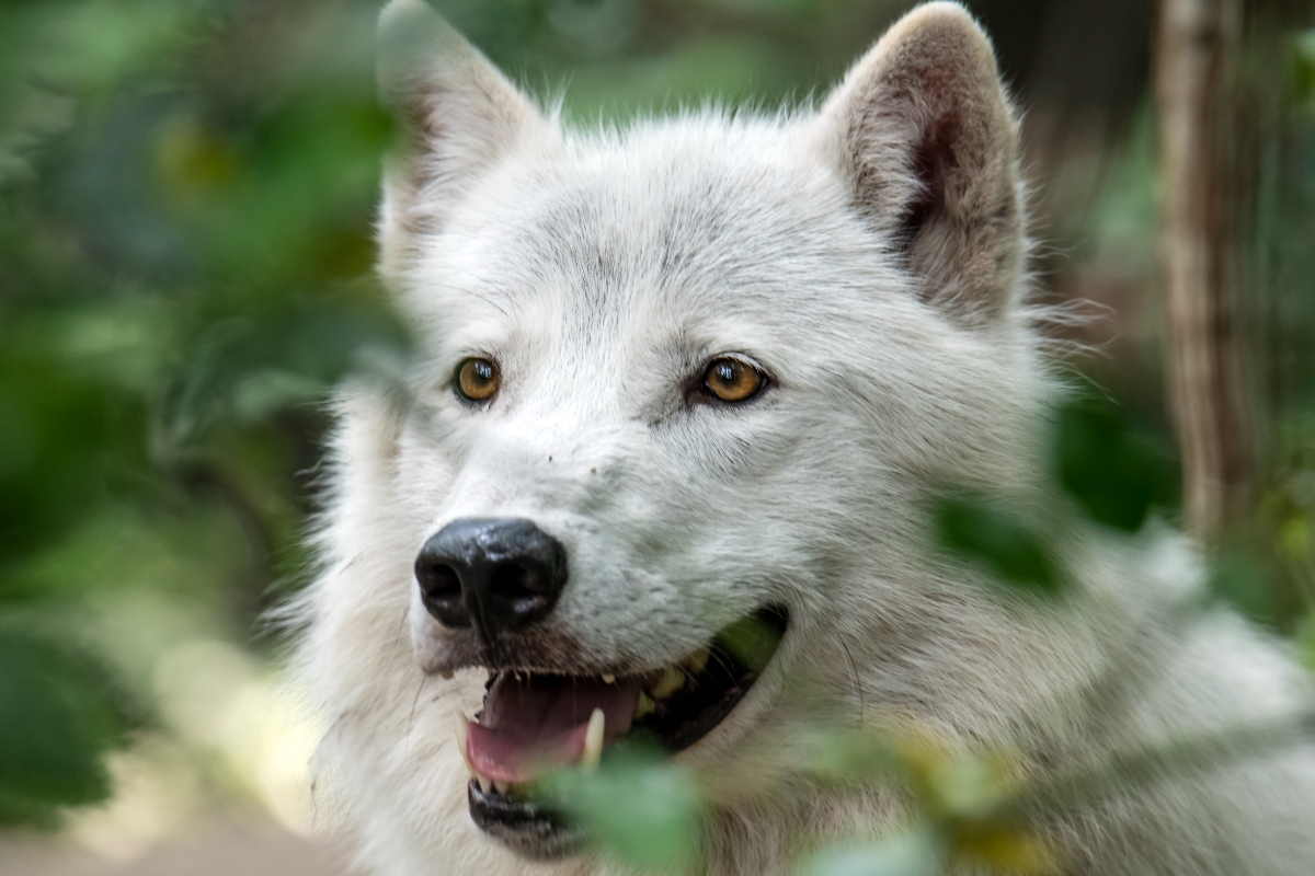 Arctic wolf at Argonne Discovery Park