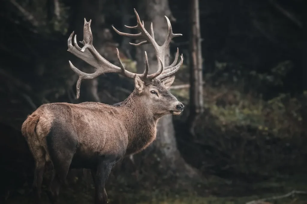 Cerf : La saison du brame est ouverte - Terres et Territoires