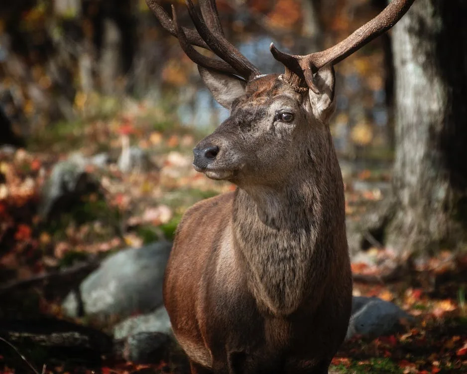 Cerf : La saison du brame est ouverte - Terres et Territoires