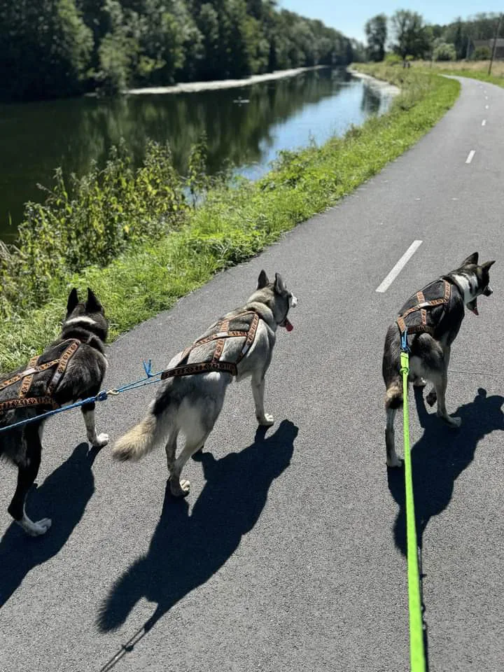 Balade avec Romain Huet et ses huskys sibériens