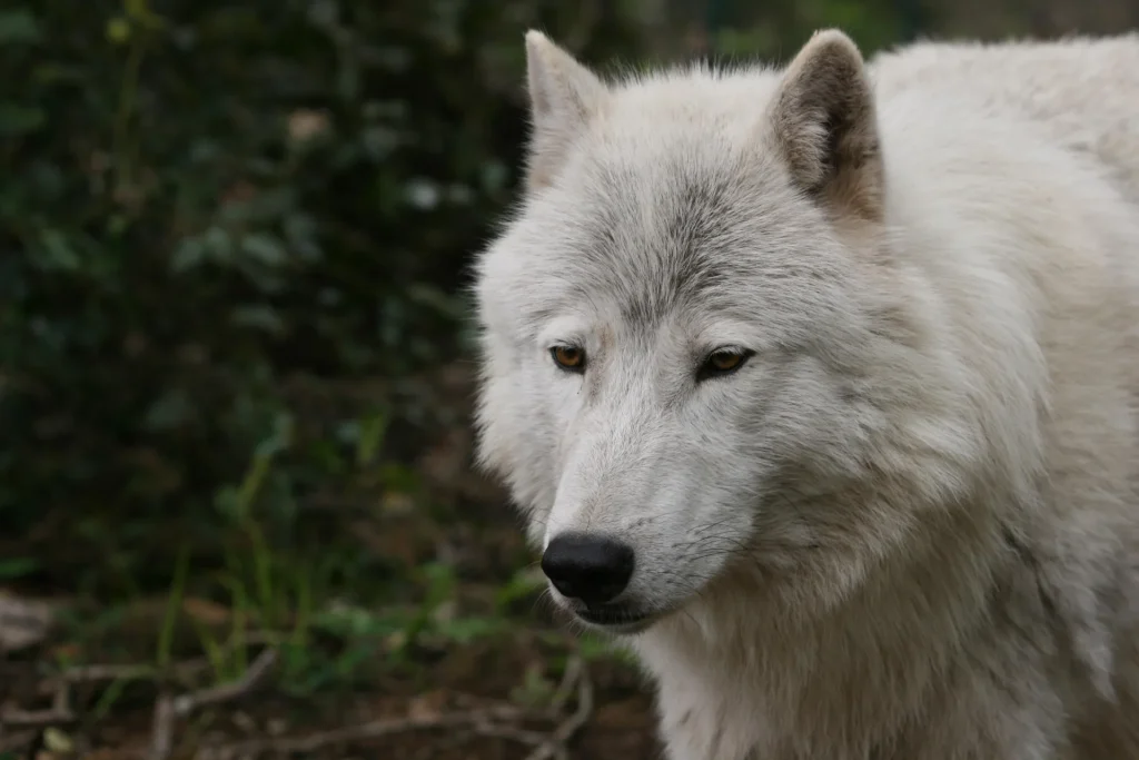 Yéti loup arctique au Parc Argonne Découverte dans le sud des Ardennes