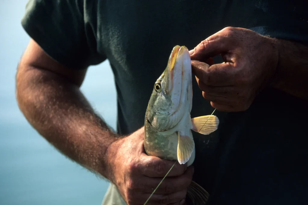 Brochet - Lac des Vieilles Forges dans les Ardennes