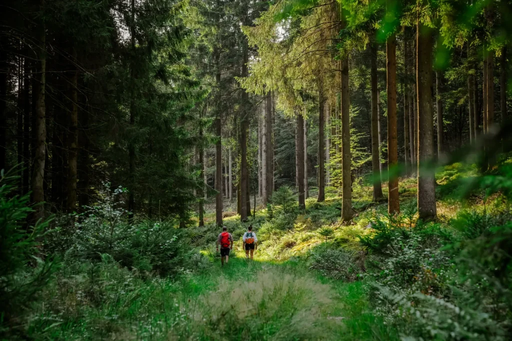 Forêt dans les Ardennes avec des promeneurs ou randonneurs