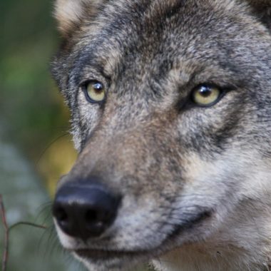 Parc Argonne Découverte dans le Sud-Ardennes – Animaux, nature et loisirs