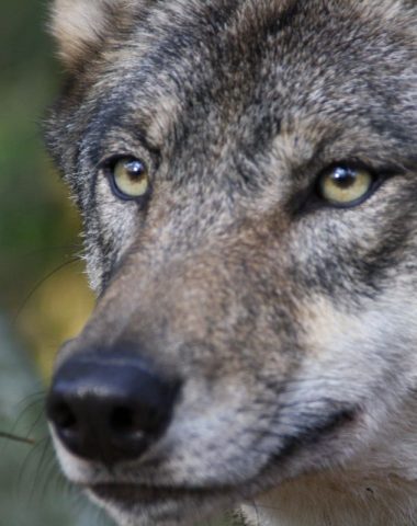 Parc Argonne Découverte dans le Sud-Ardennes – Animaux, nature et loisirs