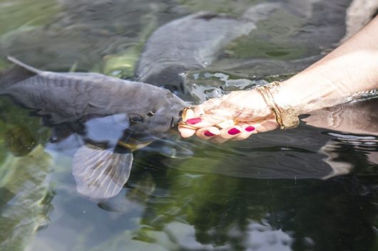 bassin tactile pour caresser les poissons au Domaine de Vendresse dans les Ardennes