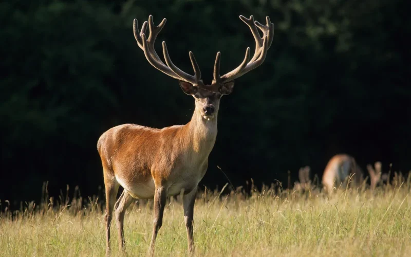 Ecouter le brame du cerf à l’automne 2026