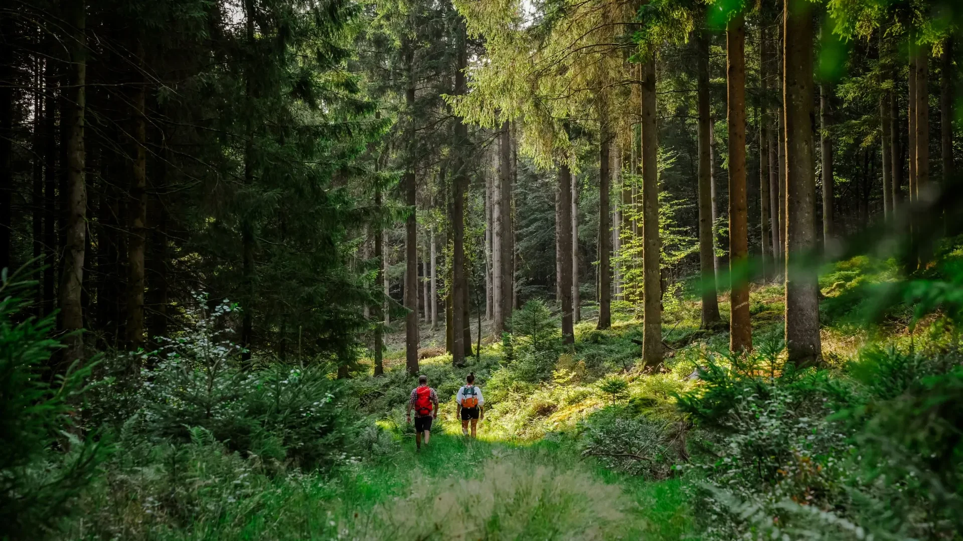 Forêt dans les Ardennes avec des promeneurs ou randonneurs